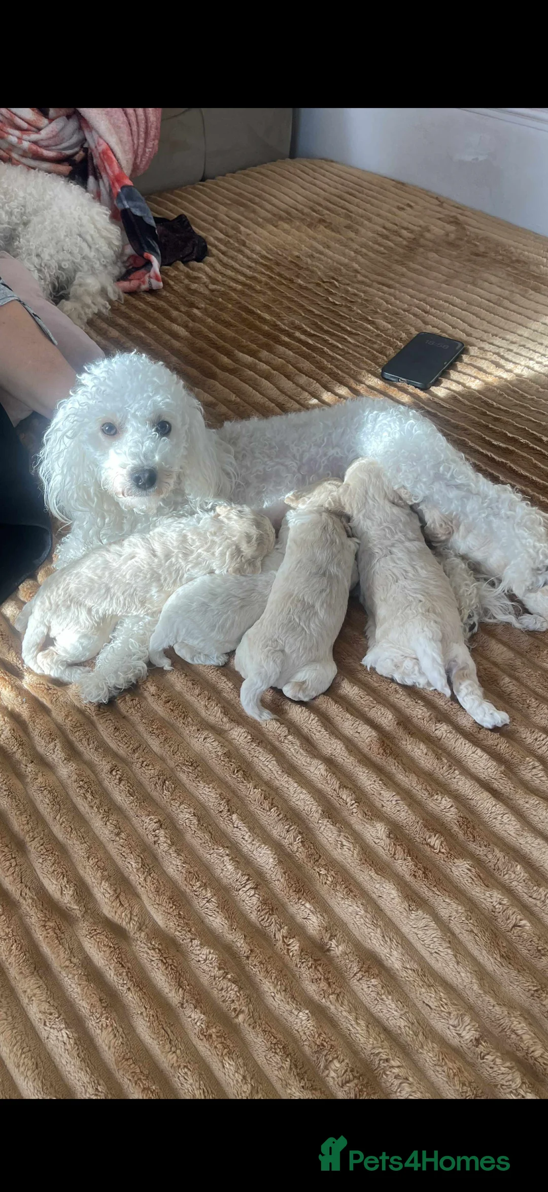 Mixed Breed dogs for sale: Adorable & Clever Chihuahua X Terrier Pup (Bobby) - Advert 7