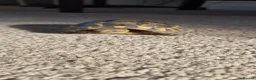 Tortoise reptiles for sale: Tortoise - Advert 1