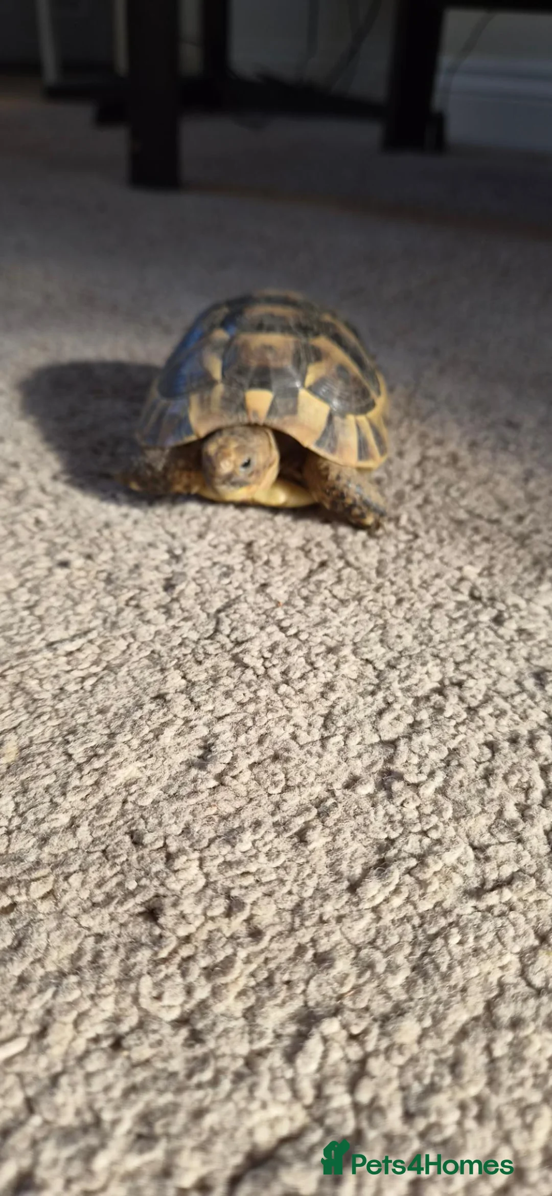 Tortoise reptiles for sale: Tortoise - Advert 1