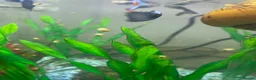 Snails fish for sale: Golden apple snails - Advert 10