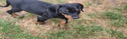 Dobermann dogs for sale: ⭐️⭐️⭐️⭐️⭐️ KC Reg Euro Dobermann male available.  - Advert 13