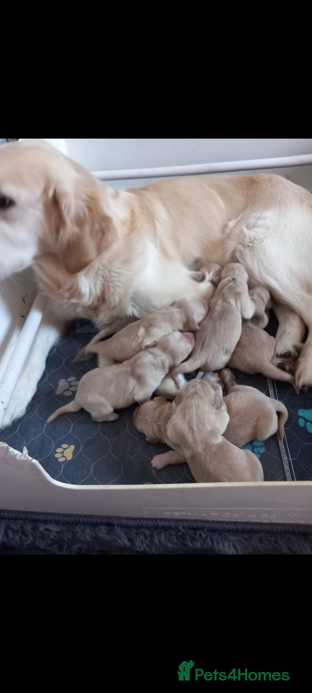 Golden Retriever dogs for sale: STUNNING Golden Retriever pups  - Image 4