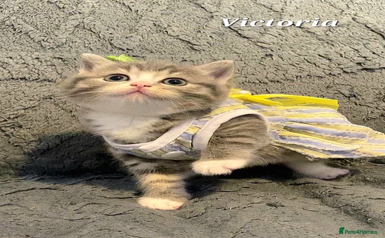 British Shorthair cats Little princess 👸  - Advert 1