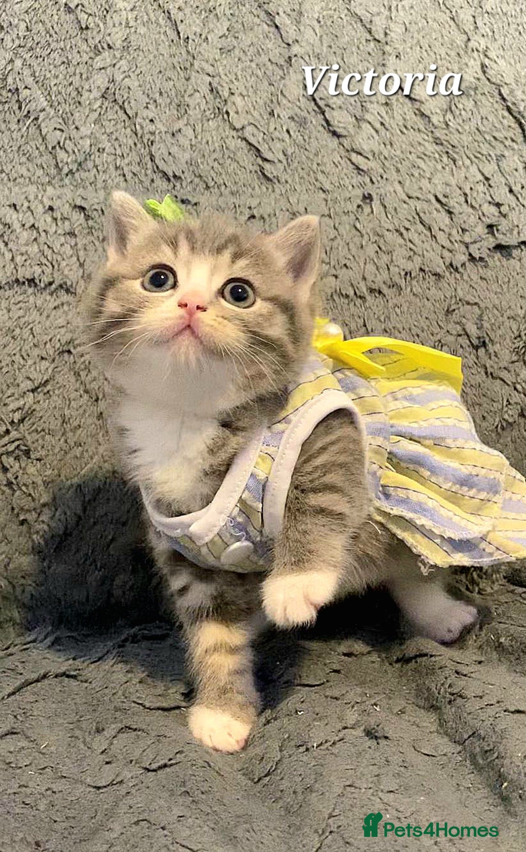 British Shorthair cats for sale: Little princess 👸  - Advert 1