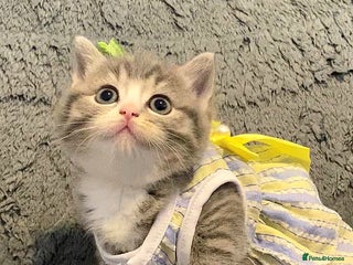 British Shorthair cats Little princess 👸 - Advert 1