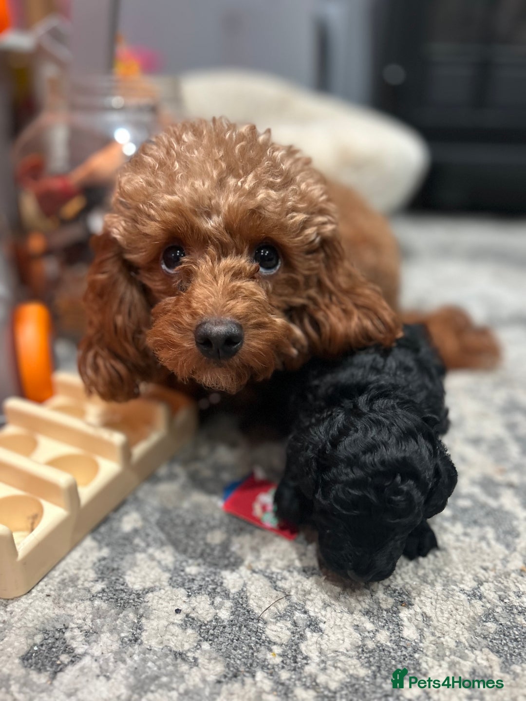 Cavapoo dogs for sale: Gorgeous black toy cavapoo puppy - Advert 4
