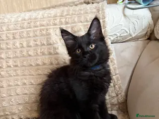 Maine Coon cats Fluffy Maine Coon Kittens - Advert 1