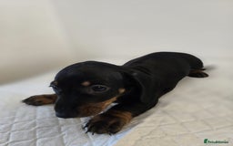 Dachshund dogs for sale: Beautiful dachshund babies  - Image 18
