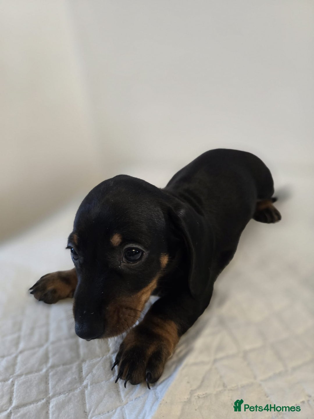Dachshund dogs for sale: Beautiful dachshund babies  - Image 18