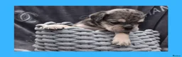 English Bulldog dogs for sale: Stunning Litter of Exotic English Bulldogs - Advert 19