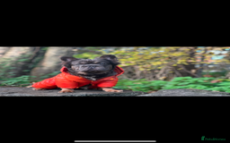 French Bulldog dogs for sale: Fluffy French bulldog🦁 - Image 2