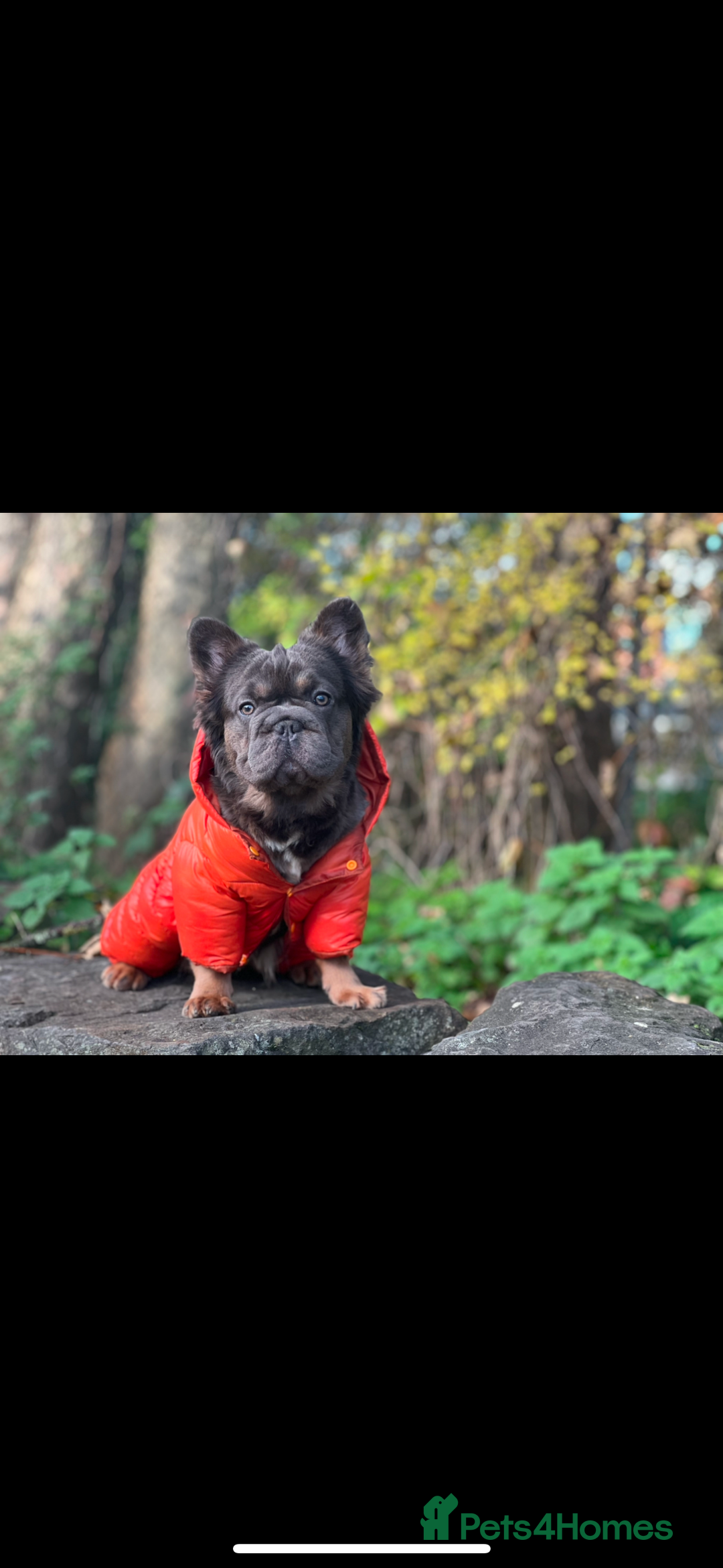 French Bulldog dogs for sale: Fluffy French bulldog🦁 - Image 2