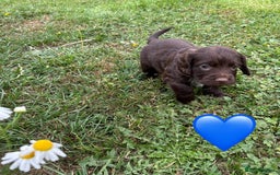 Cocker Spaniel dogs for sale: GORGEOUS WORKING COCKER PUPS - Image 19