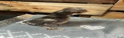 Chickens poultry for sale: Polish bantam chicks - Advert 2
