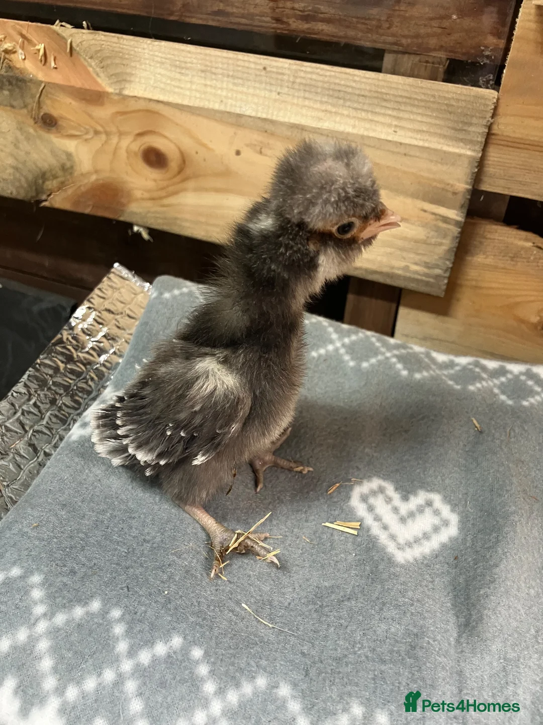 Chickens poultry for sale: Polish bantam chicks - Advert 2
