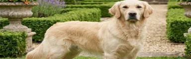 Golden Retriever 2