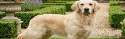 Golden Retriever dogs for sale: Beautiful 18-Month-Old Golden Retriever  - Advert 2