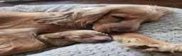 Cocker Spaniel dogs for sale: KC registered Show Cocker Spaniels  - Advert 4