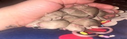 Mouse rodents for sale: Siamese baby mice - Advert 6