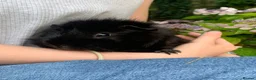 Guinea Pig rodents for sale: Two Male Guinea Pigs in Liskeard - Advert 2