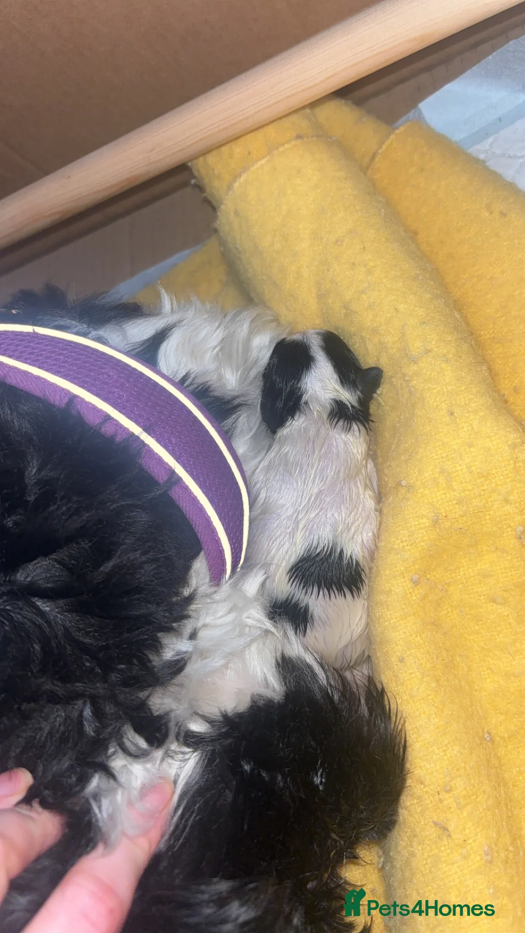 Malshi dogs for sale: Malshi puppies - Advert 6