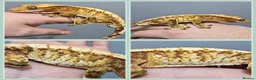 Gecko reptiles for sale: Various Crested Geckos - Advert 1
