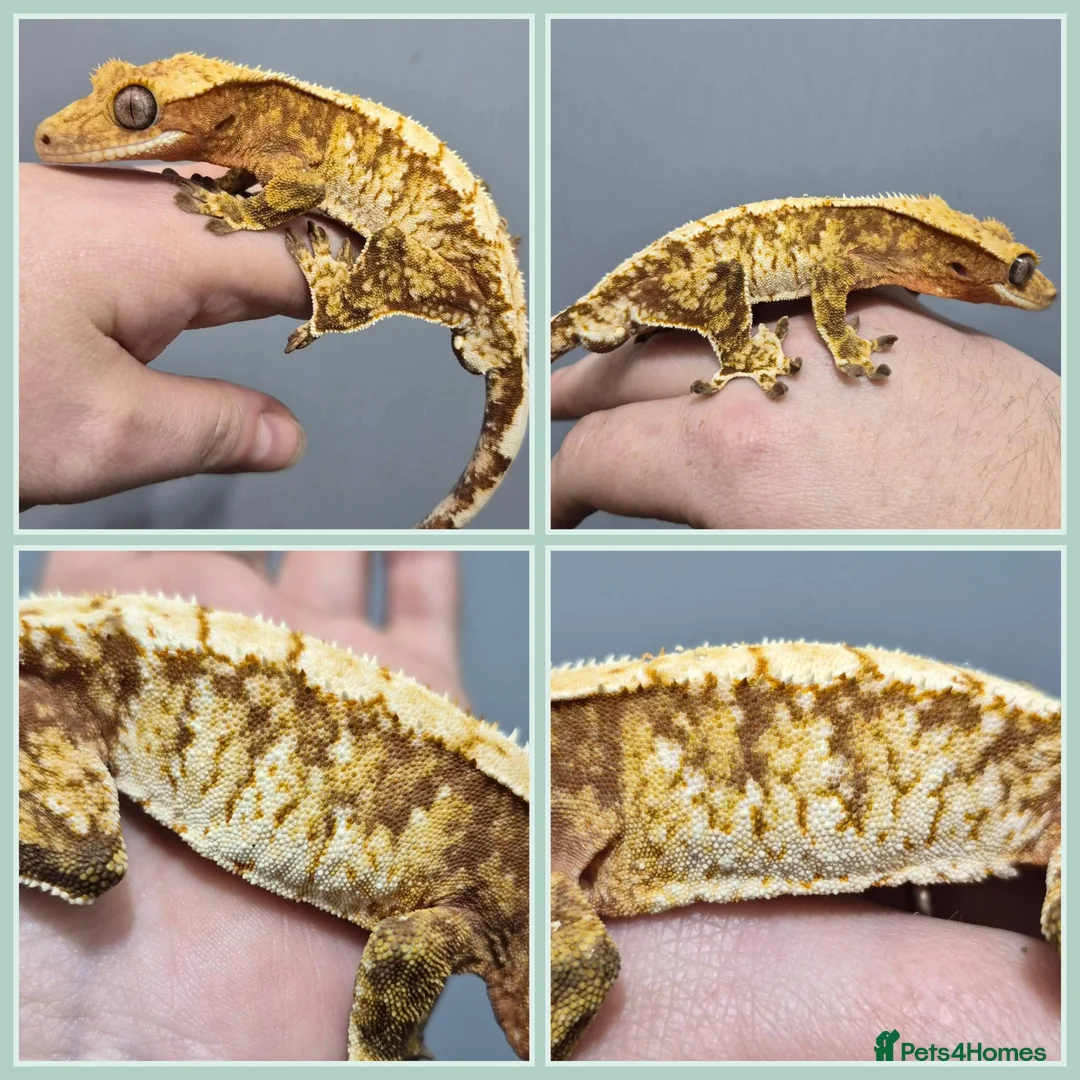Gecko reptiles for sale: Various Crested Geckos - Advert 1
