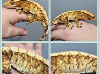 Gecko reptiles Various Crested Geckos - Advert 2
