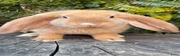 French Lop rabbits for sale: French Lop babies  - Advert 4