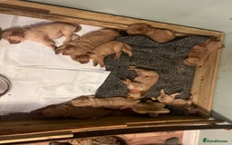 Golden Retriever dogs for sale: Gorgeous Working Type Golden Retriever Puppies  - Image 3