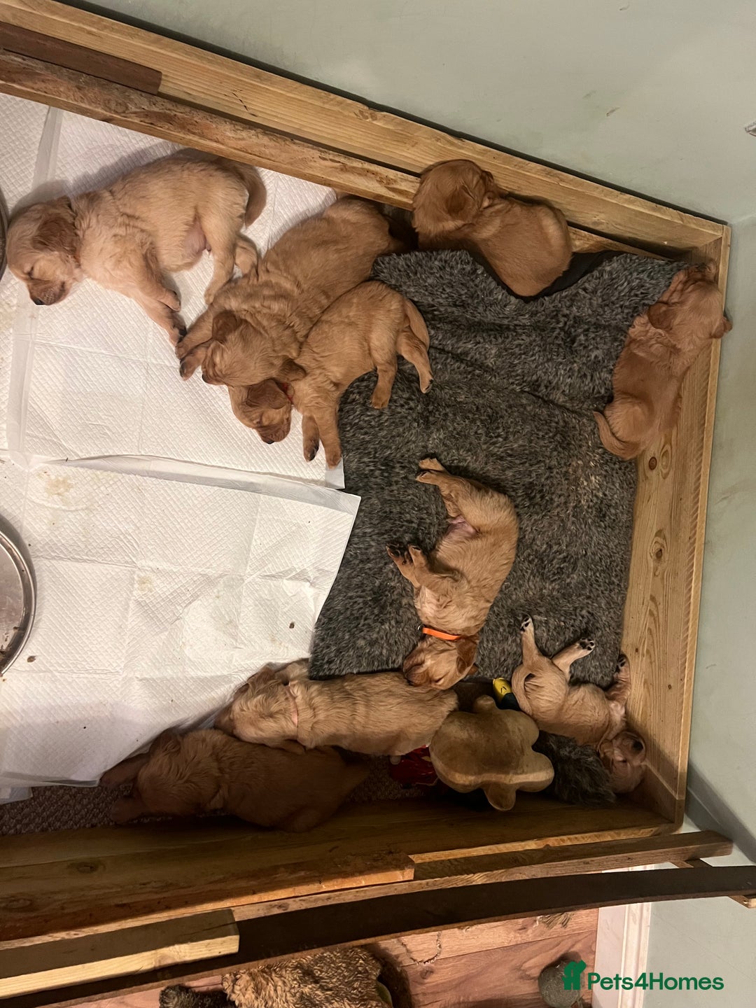 Golden Retriever dogs for sale: Gorgeous Working Type Golden Retriever Puppies  - Image 3