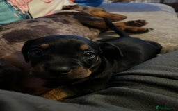Mixed Breed dogs for sale: Miniature dachshund X French bulldog  - Image 6