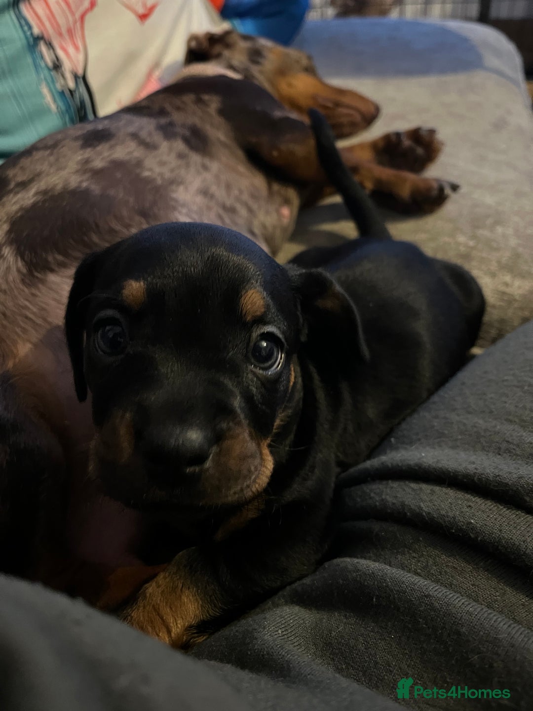 Mixed Breed dogs for sale: Miniature dachshund X French bulldog  - Image 6