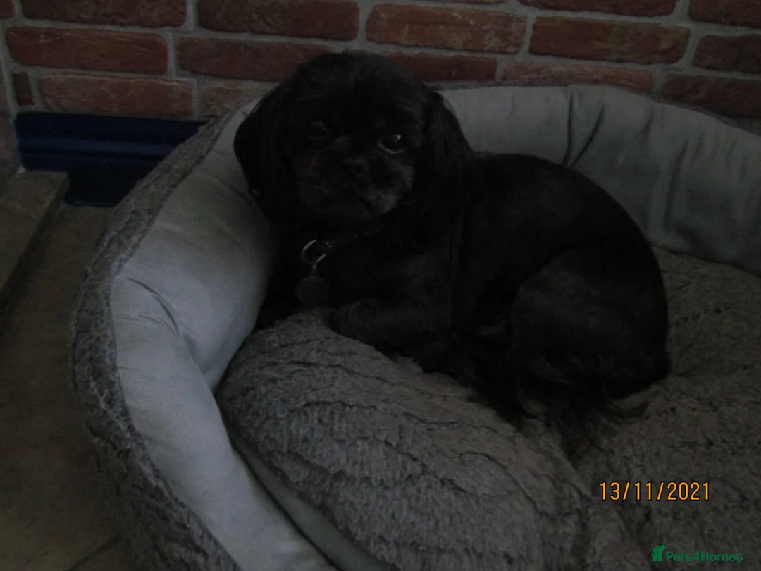 Shih Tzu dogs for stud: Bailey for stud in Spalding - Advert 21