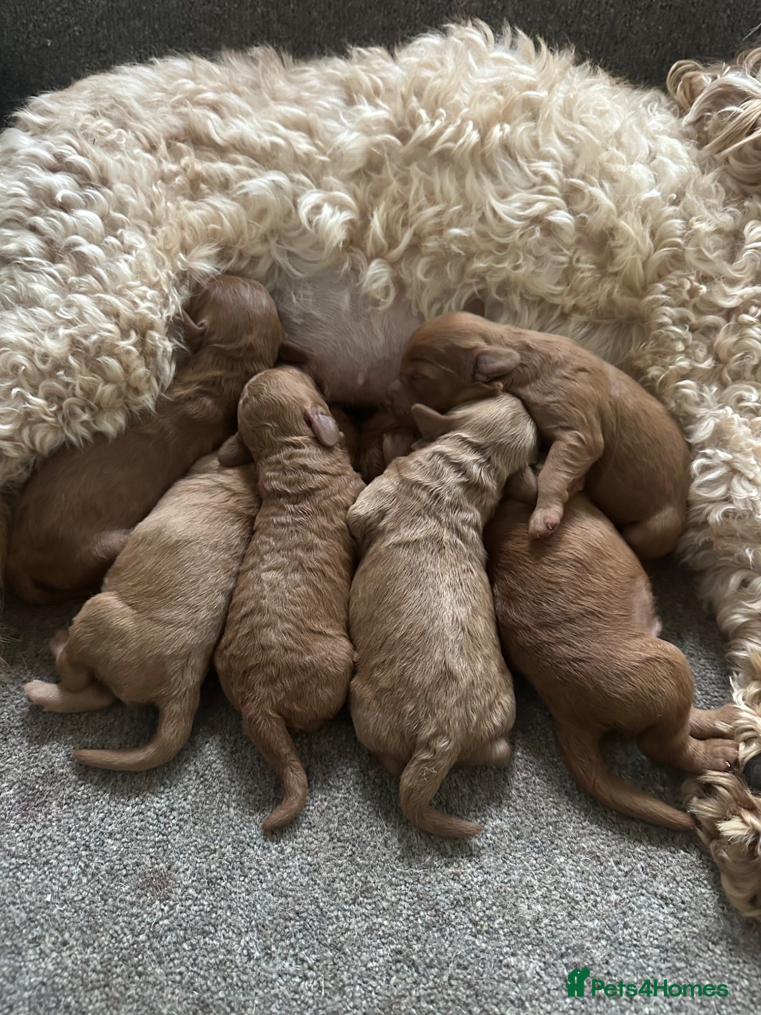 Cockapoo dogs Gorgeous Cockapoo Puppies  - Advert 2