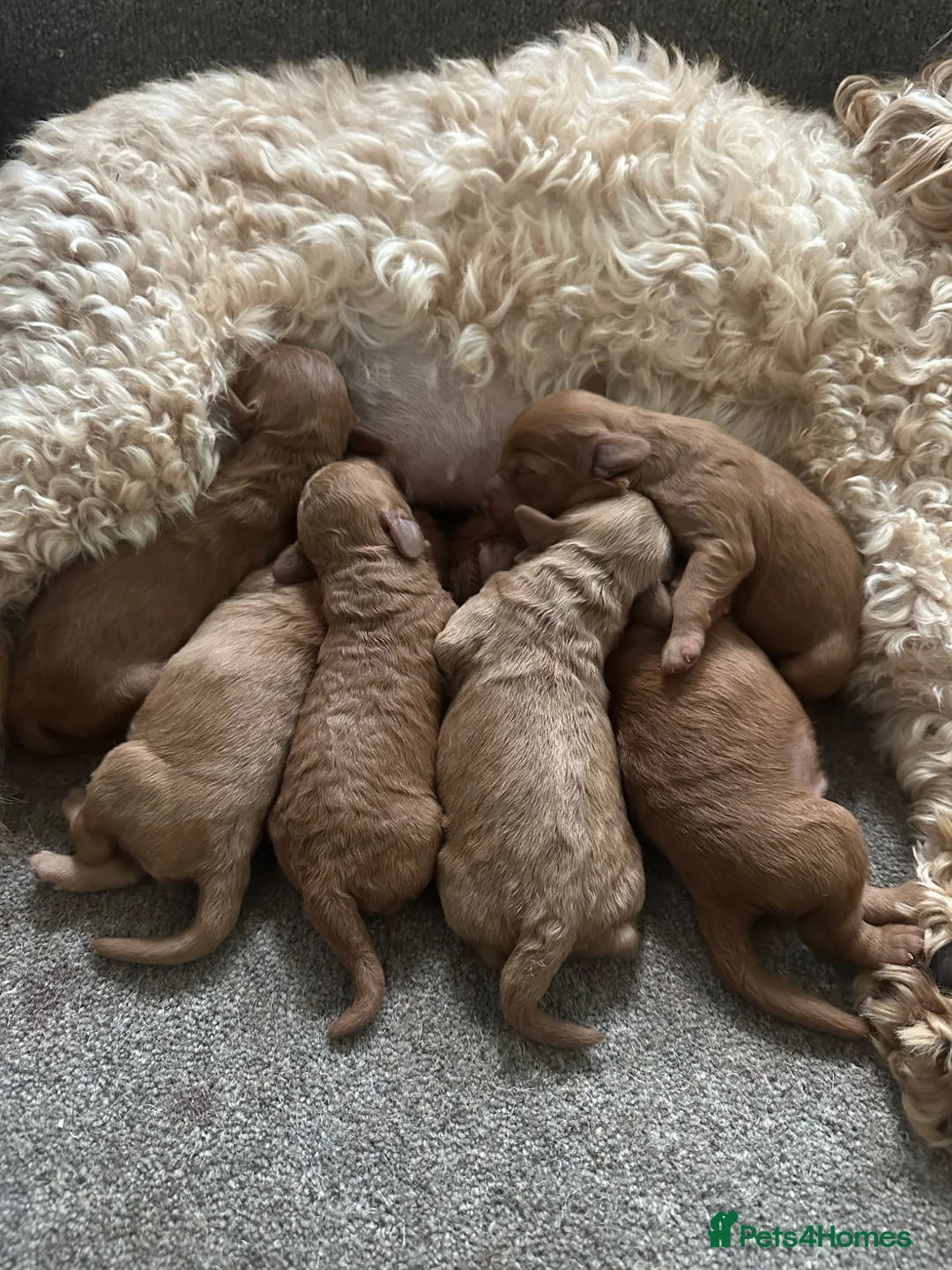 Cockapoo dogs for sale: Gorgeous Cockapoo Puppies  - Advert 1