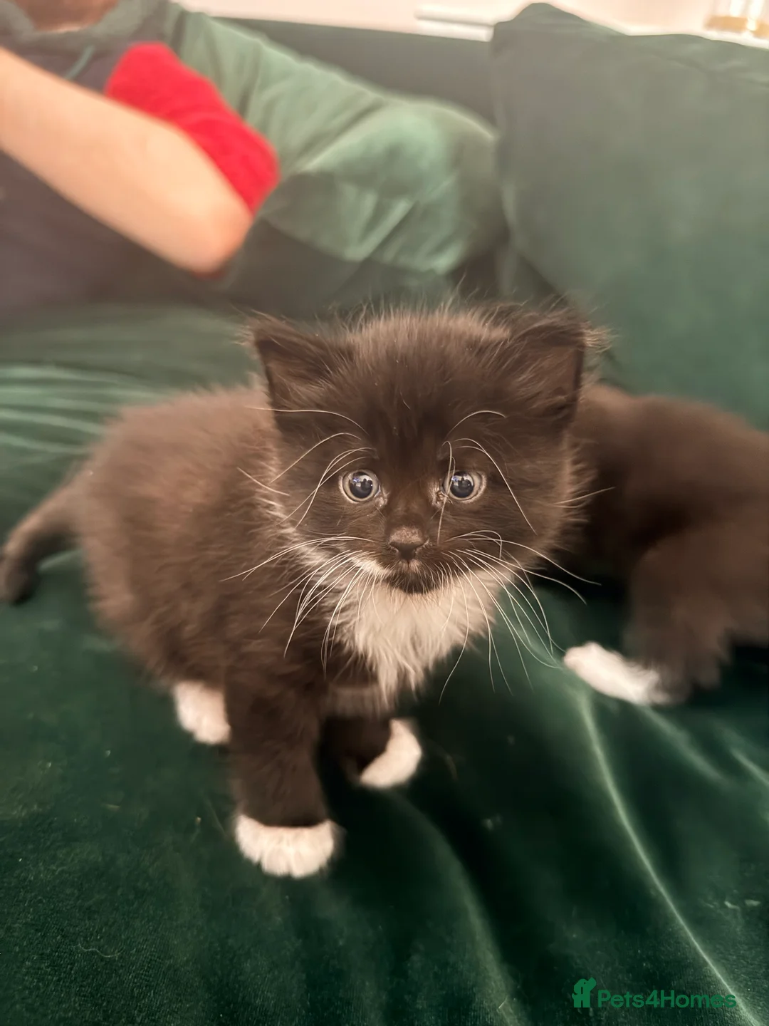 Mixed Breed cats for sale: *2 left* Kittens looking for Forever Home 🐈‍⬛ - Advert 2