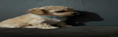 Maltipoo Puppy 1
