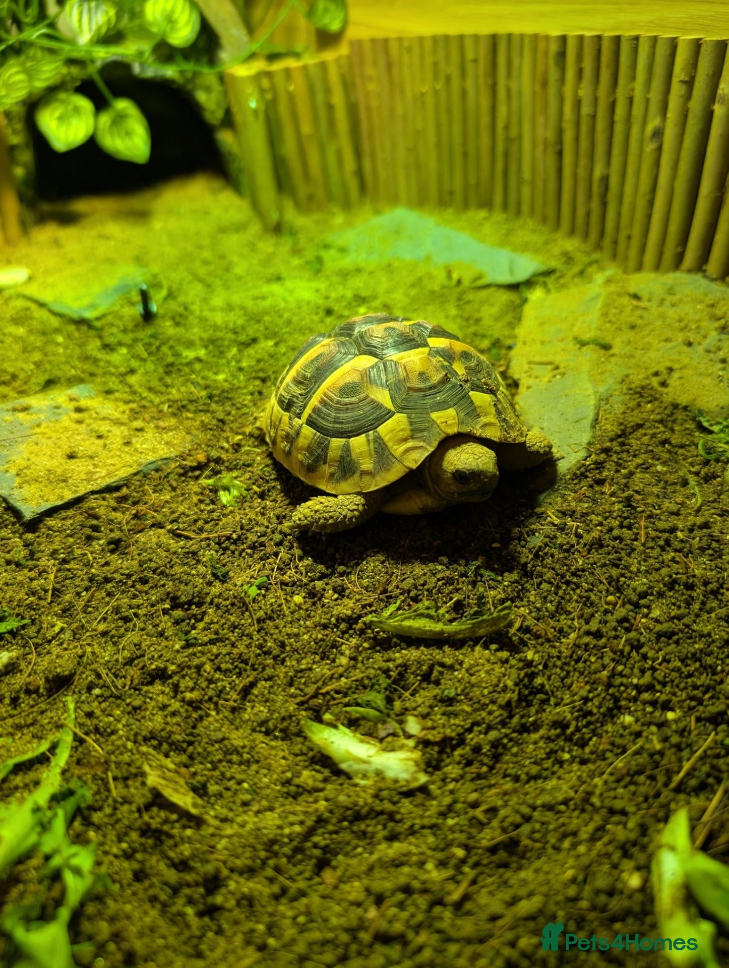 Hermann Tortoise reptiles Herman's tortoise for sale - Advert 1
