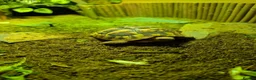 Hermann Tortoise reptiles for sale: Herman's tortoise for sale in Paignton - Advert 1