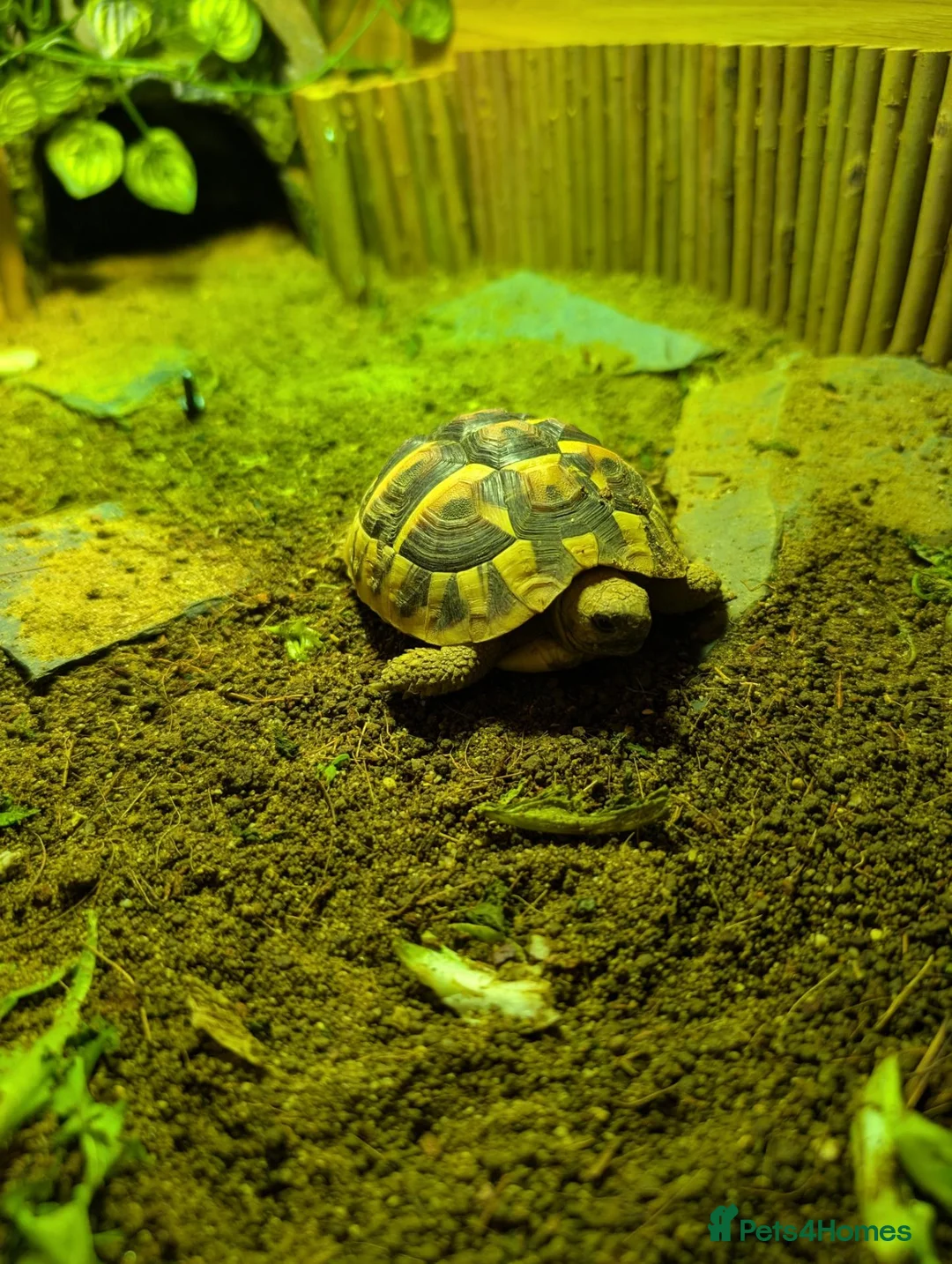 Hermann Tortoise reptiles for sale: Herman's tortoise for sale in Paignton - Advert 1