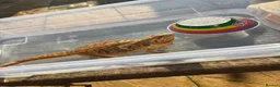 Bearded Dragon reptiles for sale: Male citrus red leather back with maxi viv - Advert 10