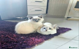 Ragdoll cats for sale: Champion dad Pedigree ragdolls GCCF  - Image 23