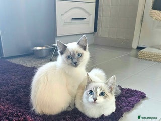 Ragdoll cats - Advert 4