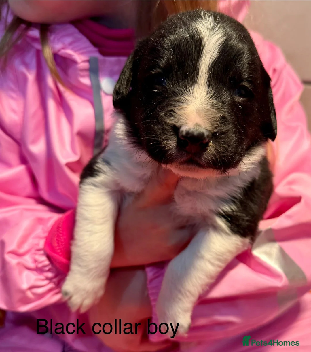 Sprollie dogs for sale: Sprollie puppies from experienced breeder - Advert 19