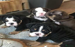 Olde English Bulldogge dogs for sale: Olde english bulldogge puppies  - Advert 14