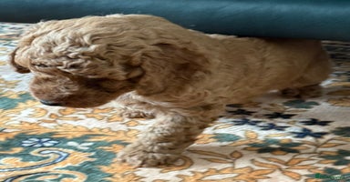 Cockapoo dogs - Advert 7