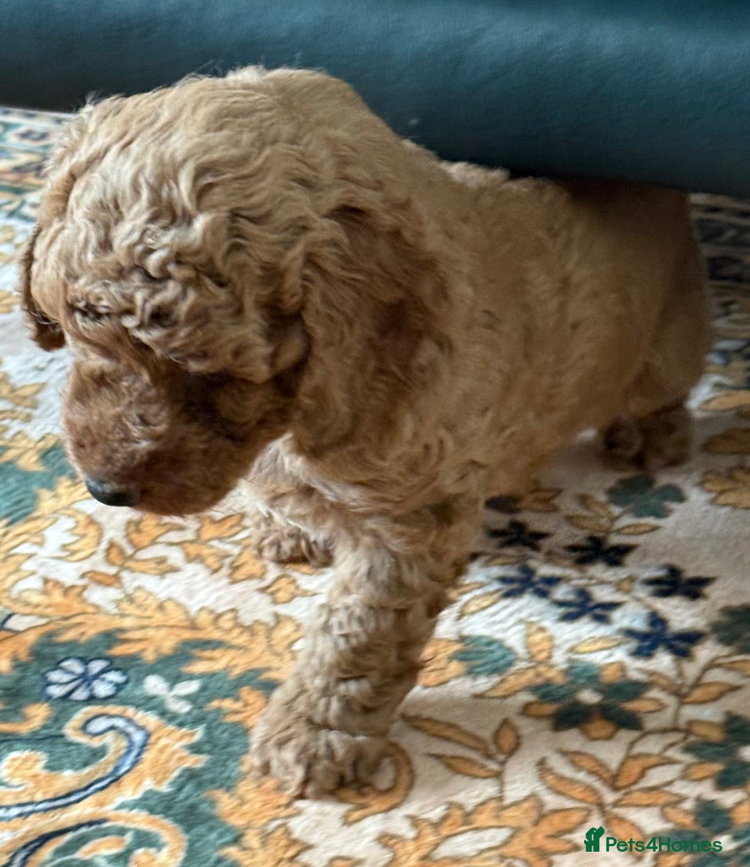 Cockapoo dogs for sale: Beautiful F1B Cockapoo Boys **1 Boy Now Reserved** - Image 5