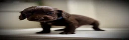 Sprocker dogs for sale: Beautiful Sprocker Spaniel Puppies for Sale!  in Sheffield - Advert 30
