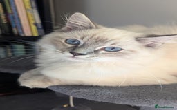 Ragdoll cats for sale: Beautiful blue lynx girlie.  - Image 7